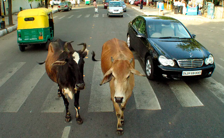 cows-india.jpg